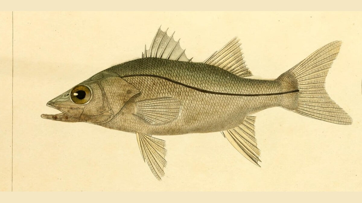Scientific illustration of a common snook