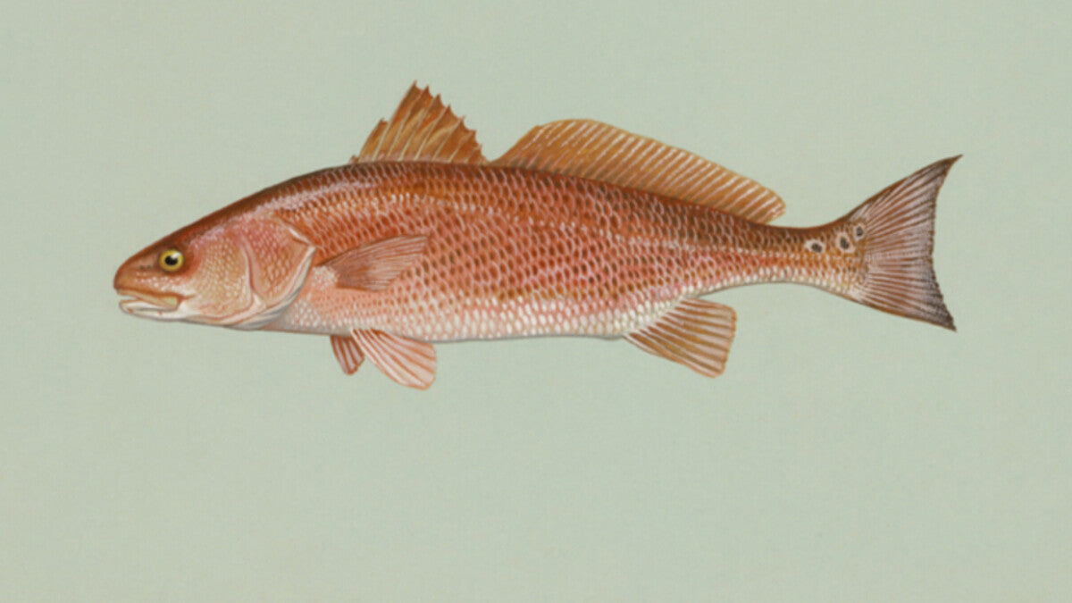 Scientific illustration of a red drum, also called redfish