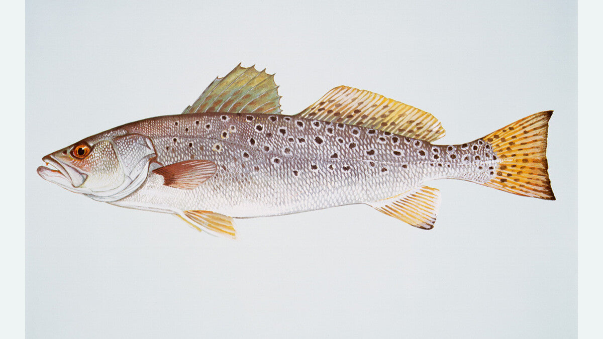 Scientific illustration of a spotted seatrout